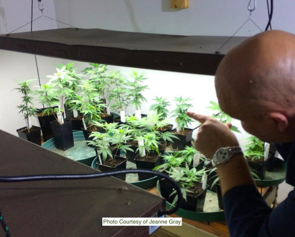 CBD Marijuana Plants growing